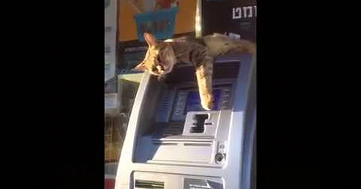 A cat is perched on top of an ATM machine, looking down.