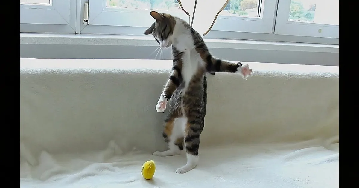 A cat stands on its hind legs, reaching out with one paw towards a yellow toy on the floor.