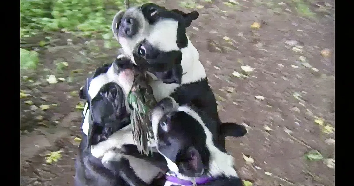 Four black-and-white dogs are piled on top of each other, playfully wrestling on a dirt path.