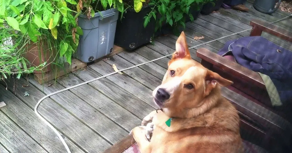 A brown dog with a green collar sits on a wooden deck, looking to the side.