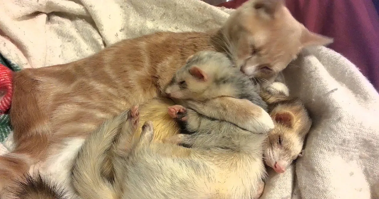 This Precious Kitty Has the Most Adorable Cuddle Buddies Ever... Warning! Cuteness Overload!
