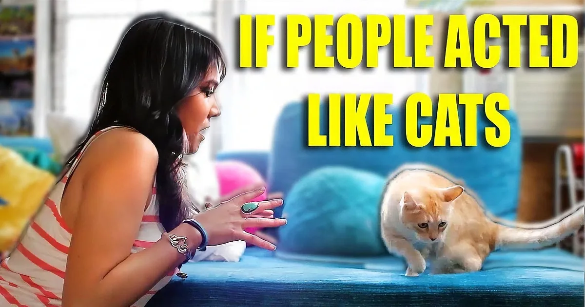 What Would Happen if People Acted Like Cats? This Video Will Show You!