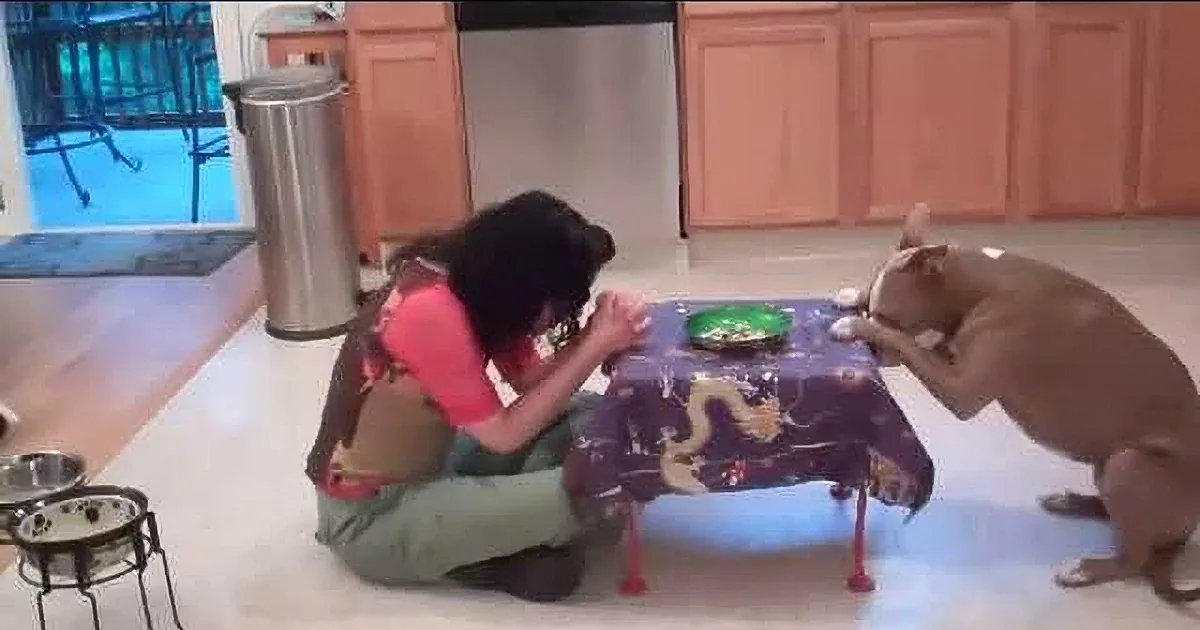 A woman in a red shirt and green pants is feeding a dog at a table covered with a purple tablecloth.