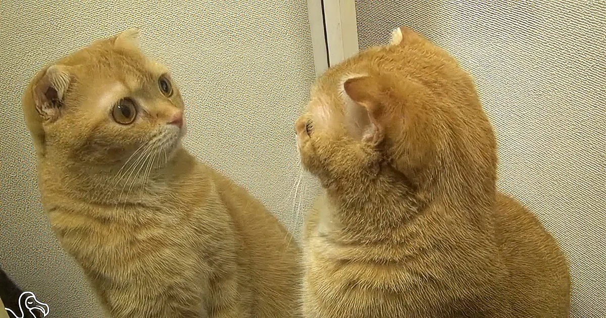 Watch These Cats Discover a Mirror! Too Cute!