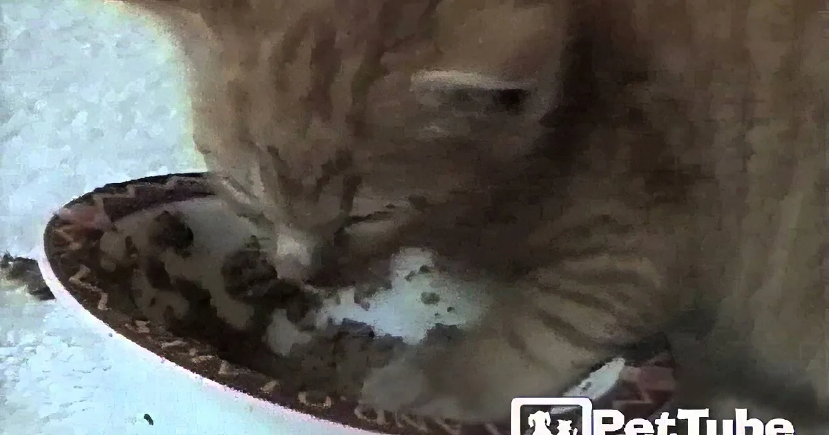 This Kitten Naps and Snacks at the Same Time!
