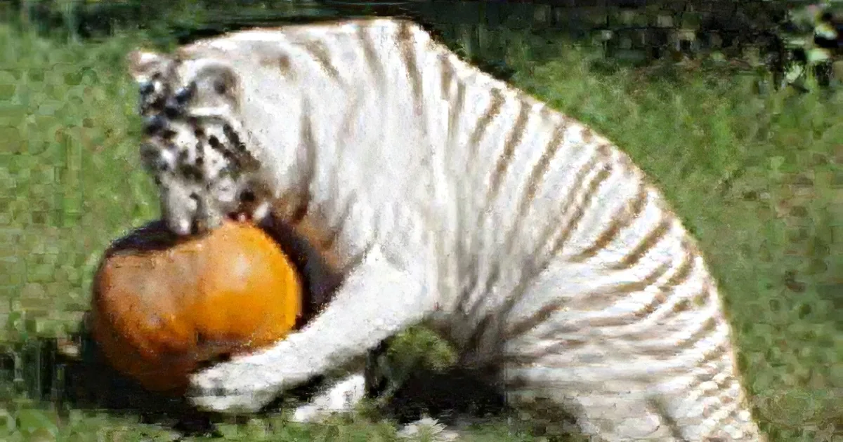 The World''s Biggest Cats Carve up Halloween Pumpkins!