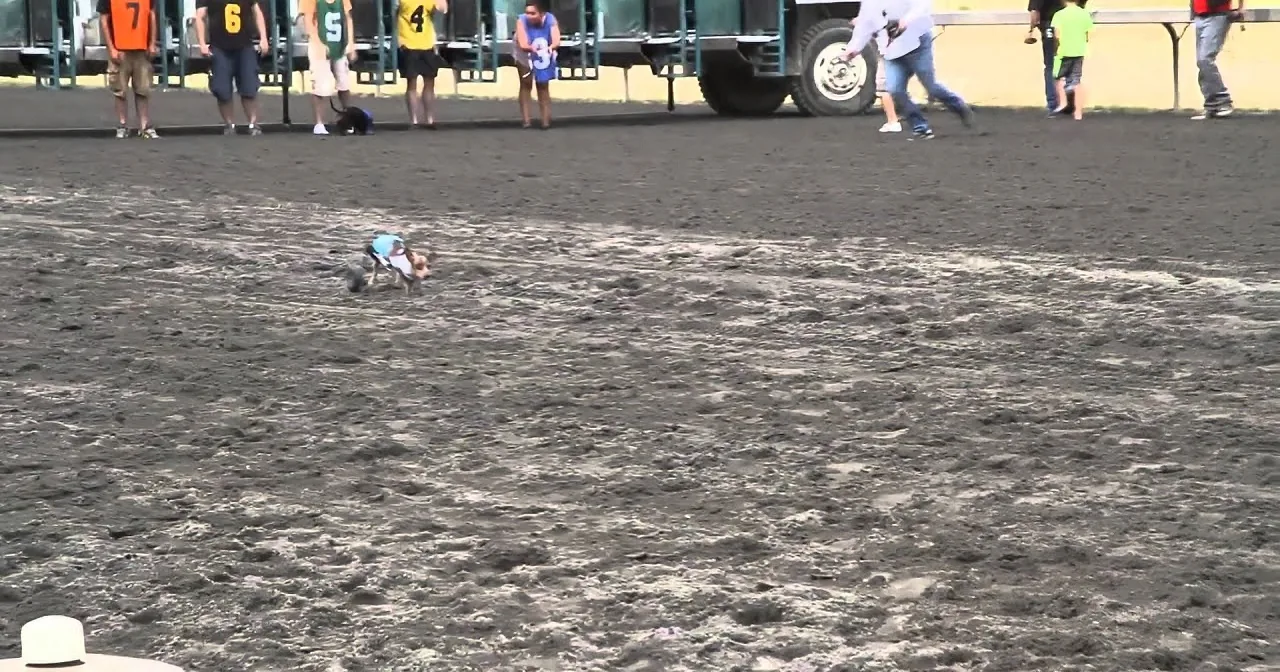 A small dog in a blue vest runs across a muddy field, with spectators and a truck in the background.