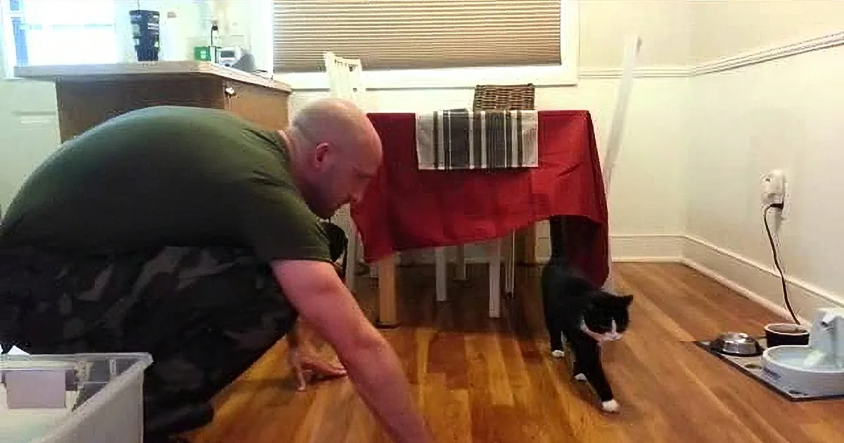 Why We Don't See Videos About Cats Welcoming Home Soldiers!