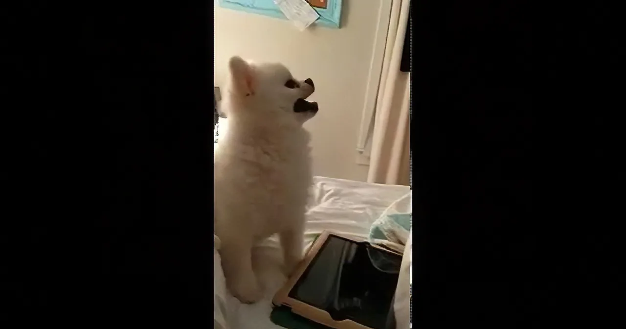A white dog stands on its hind legs, looking up, with a small black object in its mouth.