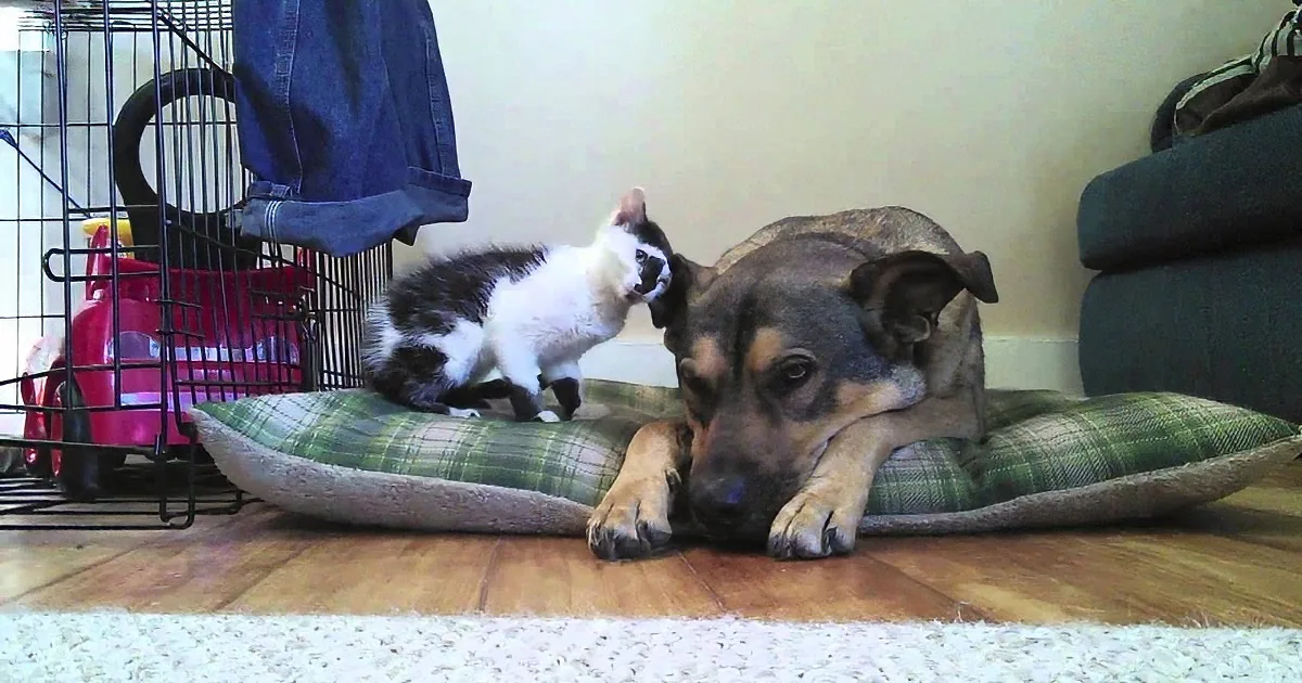 A dog rests on a plaid pillow while a kitten explores a nearby cage.