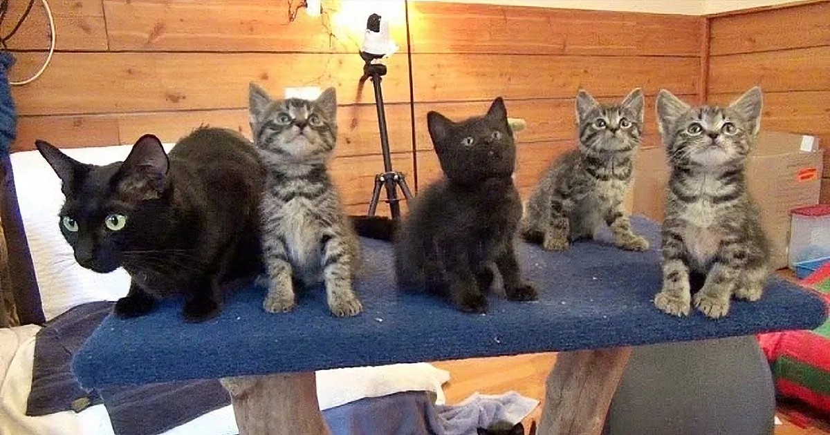 Watch These Kittens Dance! Mama Cat Doesn''t Look Amused!