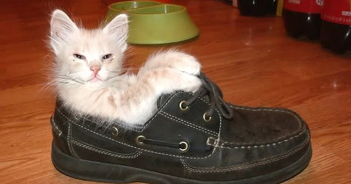 What's Cuter Than a Kittens Playing Compilation?