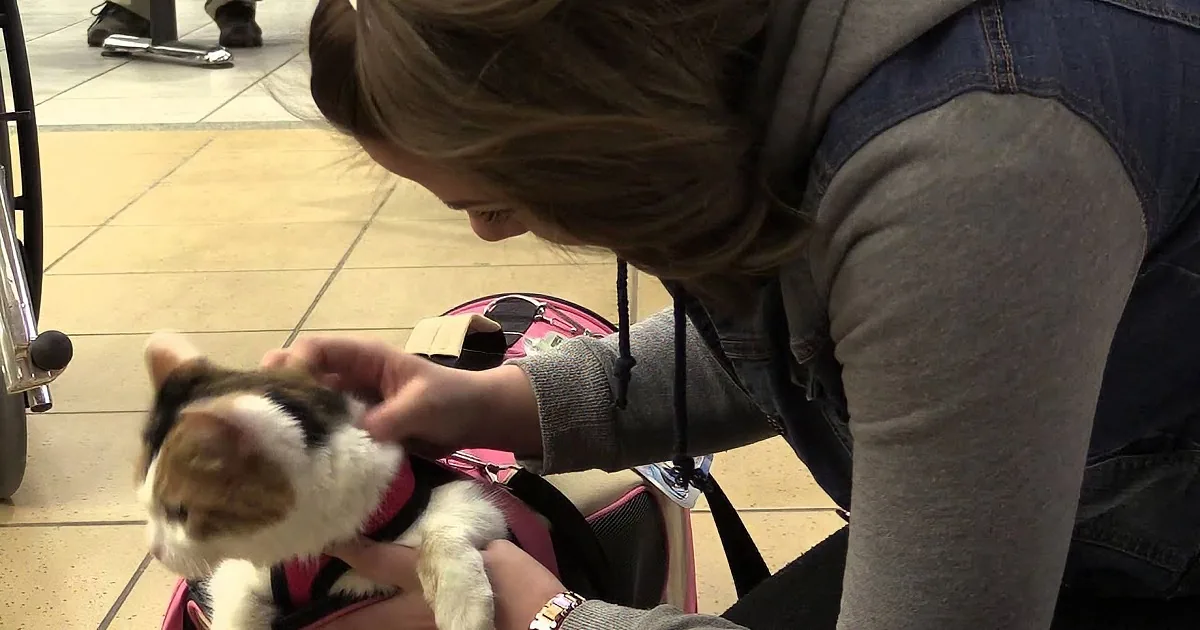After 6 Long Years, Reunion of Cat and Owner!