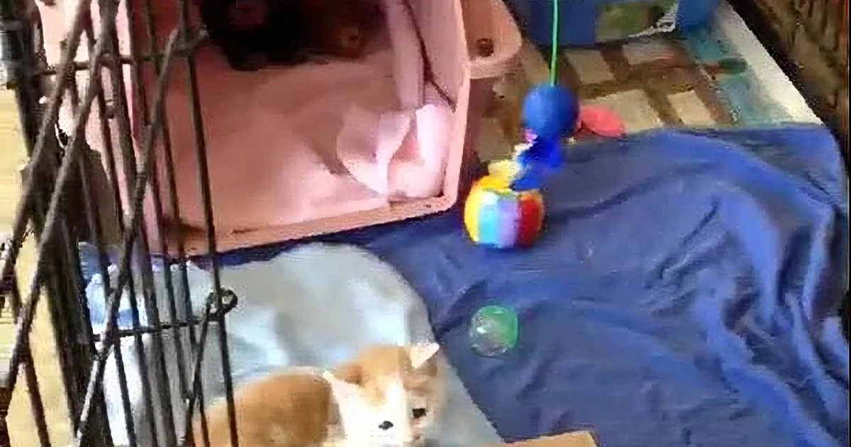 This Kitty Is One of a Kind! Watch How He Enjoys Life!