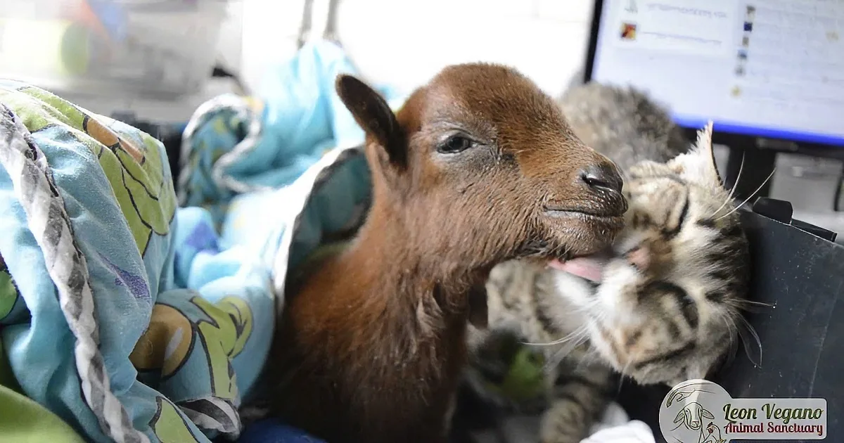 A baby goat and a cat are cuddling together, both wrapped in blankets, in a cozy setting.