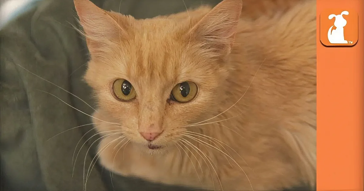 Mama Cat Goes Into Labor! Rescue Team Called in to Keep Her and the Babies Safe!