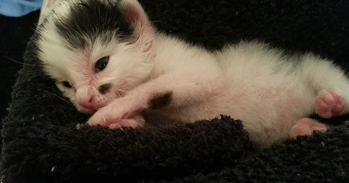 A small, white and black kitten with pink paws and nose rests on a dark, fluffy surface.