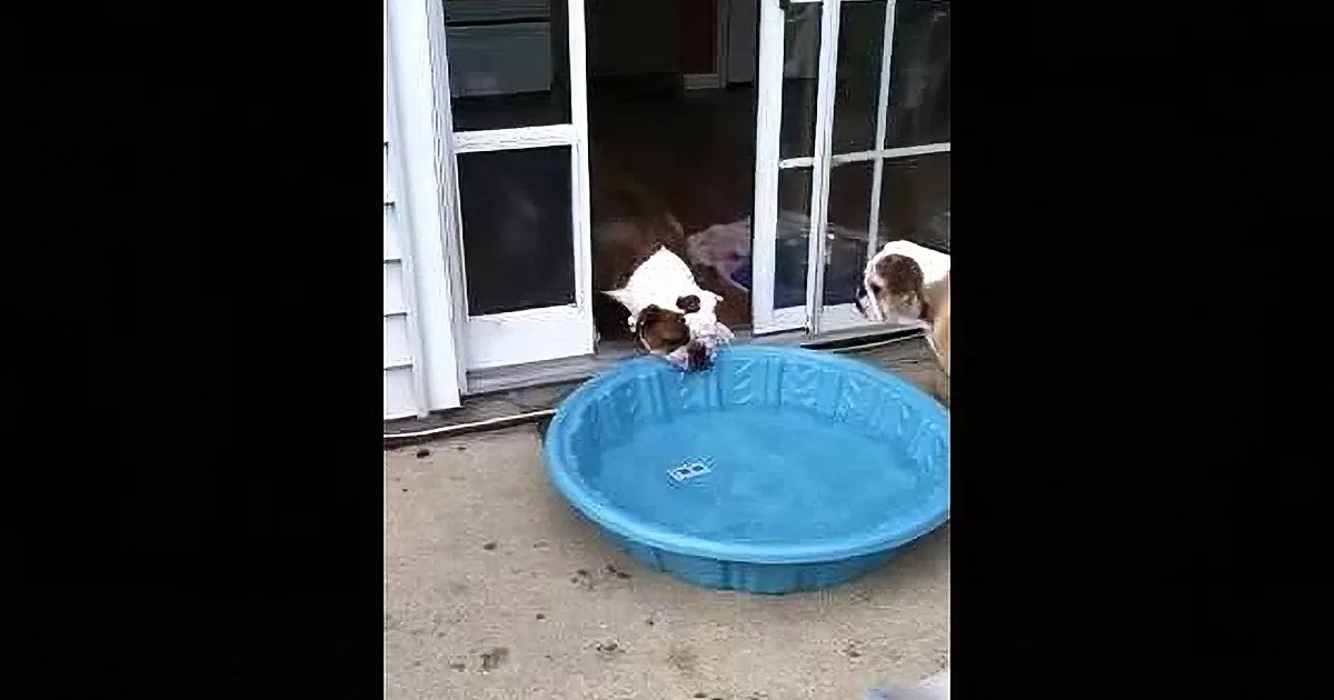 Dog Doesn''t Like How Hot It Is Outside. so He Does This!