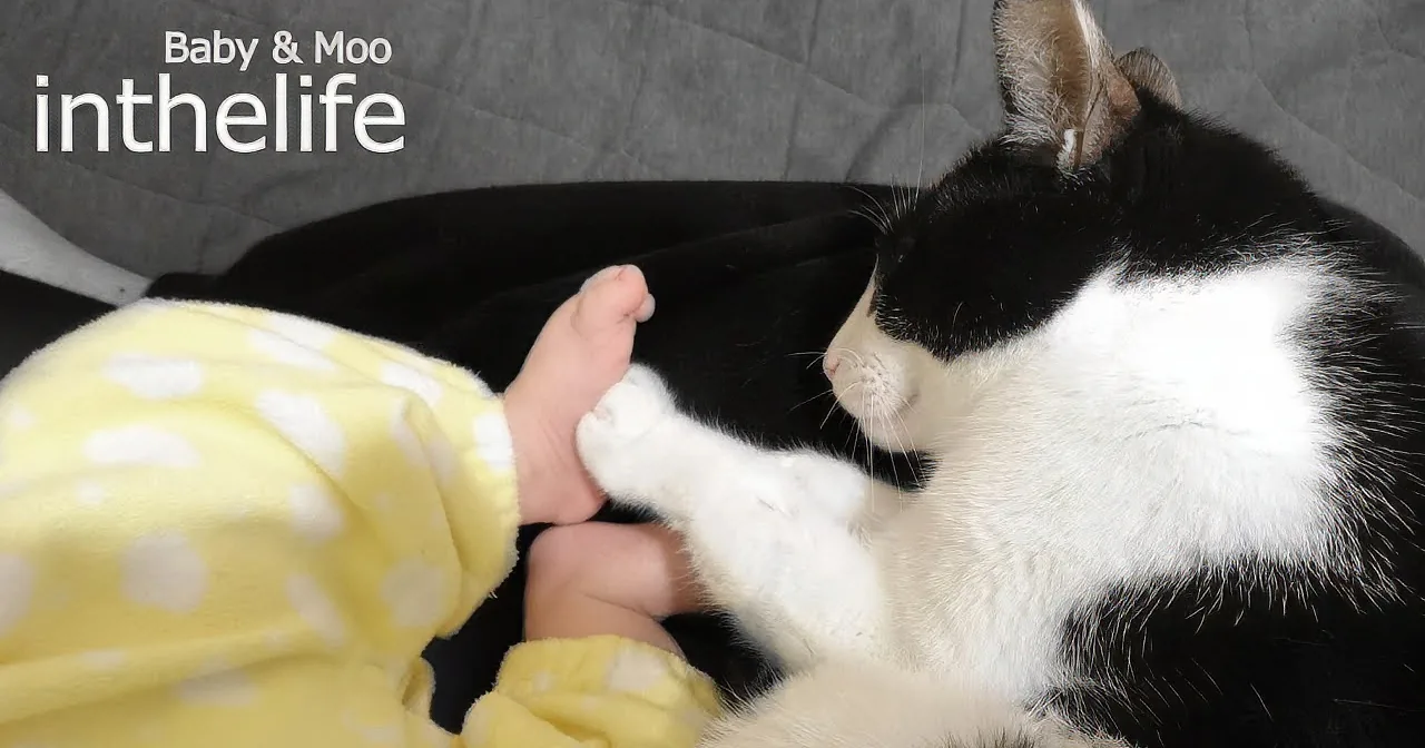 Family Cat Absolutely Loves His New Baby Brother!