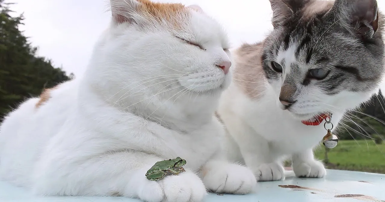 Cat Proves He Is a Zen Master as He Naps With a Frog on His Paw