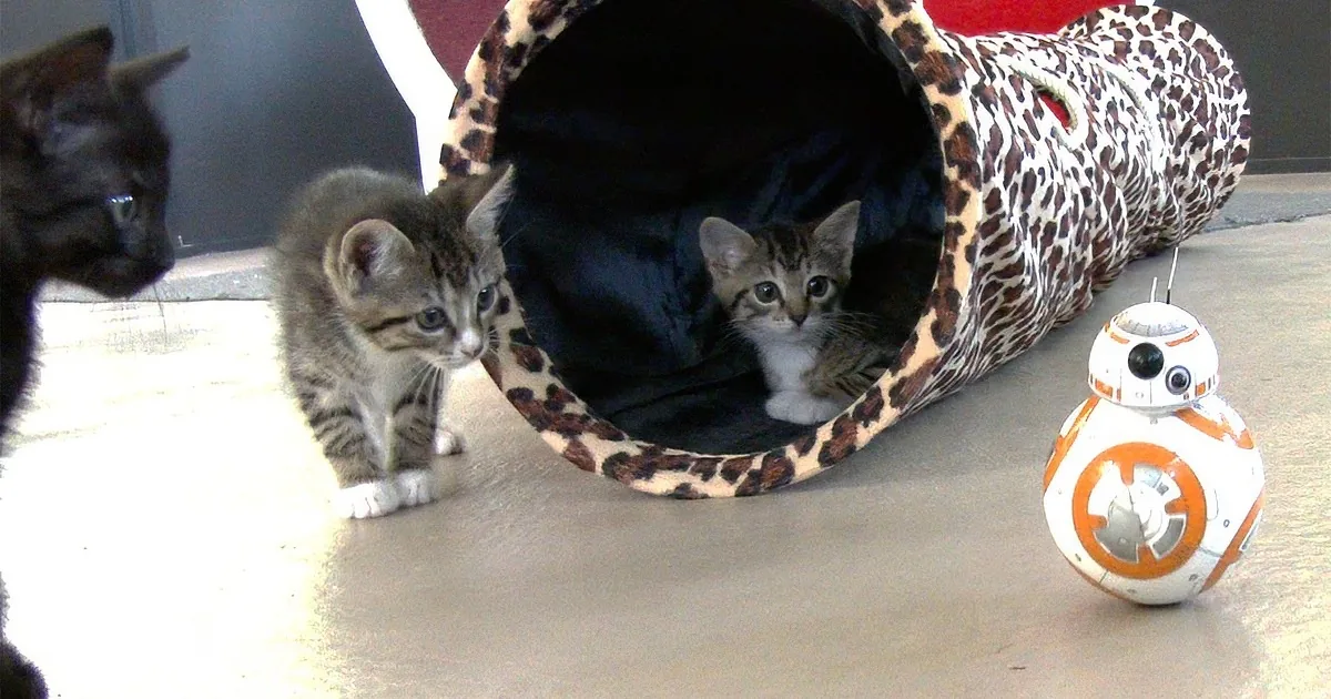 Cute kittens explore a leopard-print tunnel while a BB-8 droid sits nearby on a light floor.