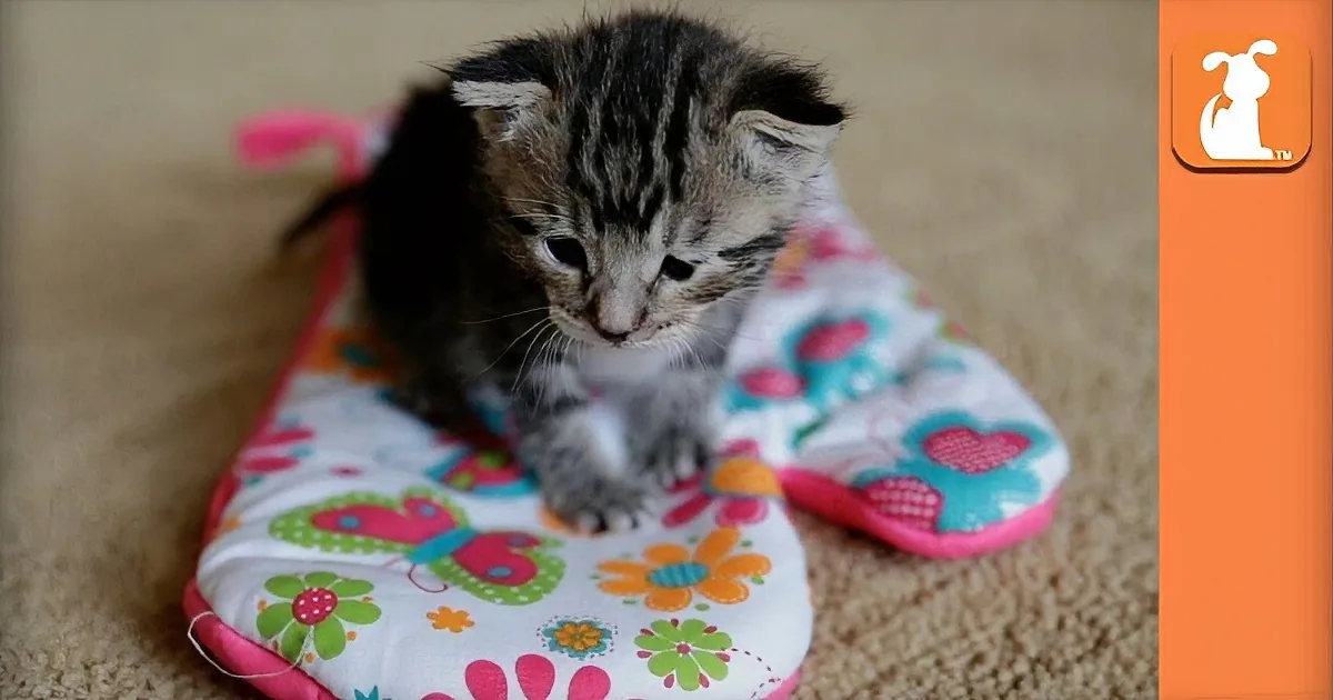 The Cutest Sleeping Bag Ever! This Kitten Is Tiny, and Super Cute!