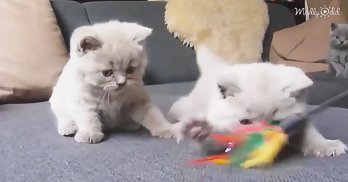 Kittens, Kittens, and More Kittens - This Compilation Video Has Kittens Galore to Cheer up Your Day