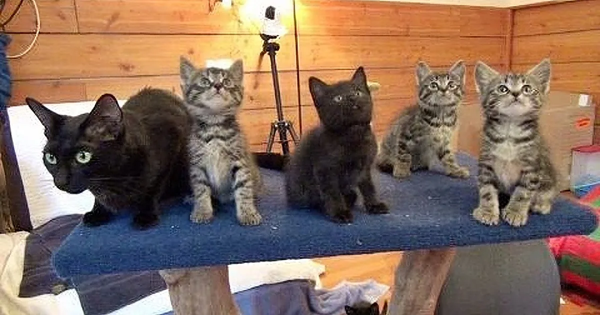 A black cat and three tabby kittens are sitting on a cat tree in a cozy room.
