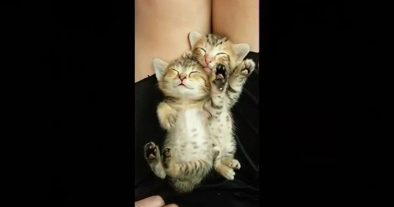 Two adorable kittens are cuddling together, one with its eyes closed and the other with its mouth open, both appearing...