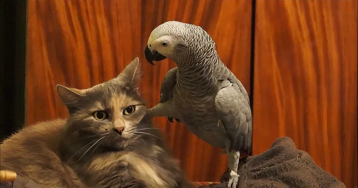 A cat lounges on a rock, with a parrot perched on its back, both in a cozy indoor setting.