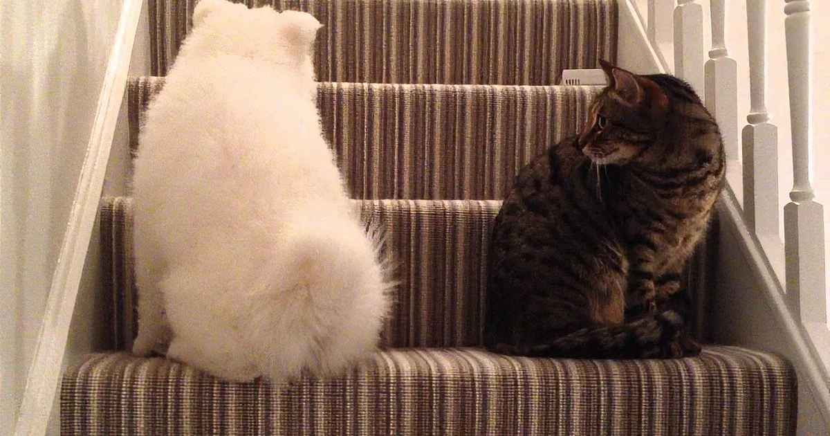 This Cat Wasn''t Thrilled With the Addition of a Dog to the Family, but the Cute Pup Won Him Over!