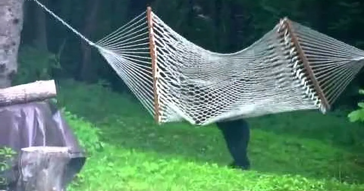 A person is partially obscured by a hammock in a grassy area with trees in the background.