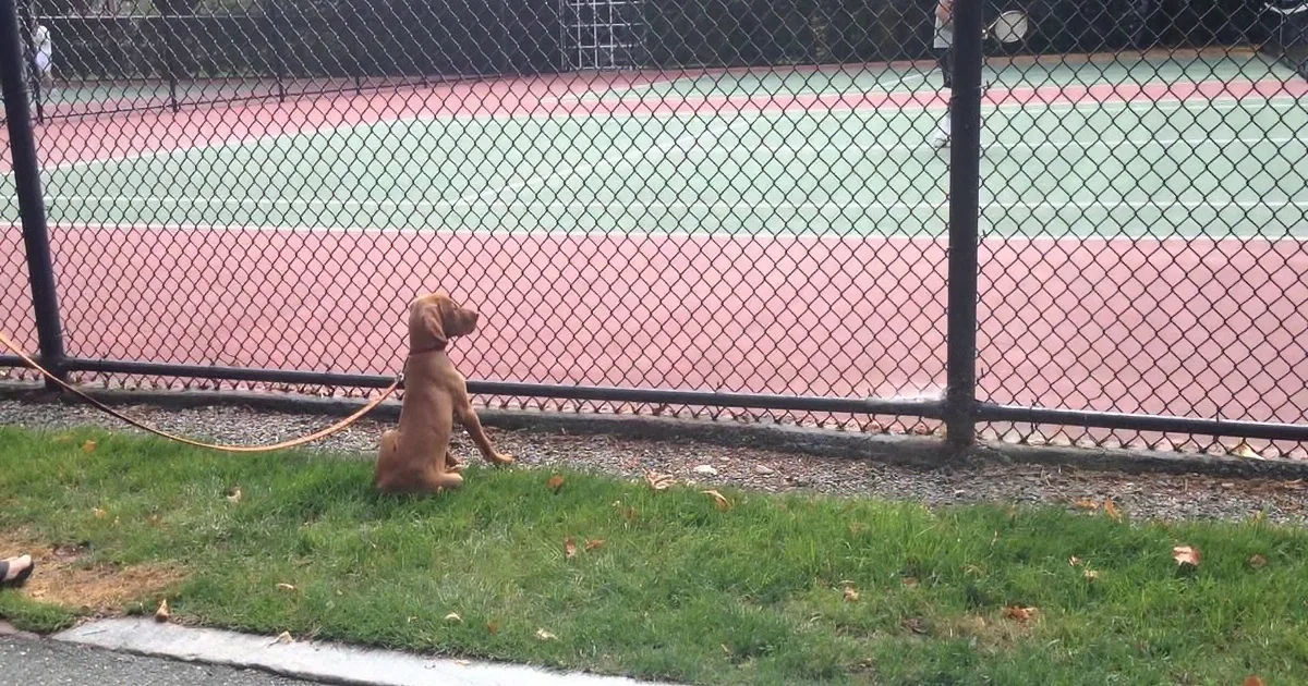 A small brown puppy sits on grass near a chain-link fence, looking up at a tennis court.