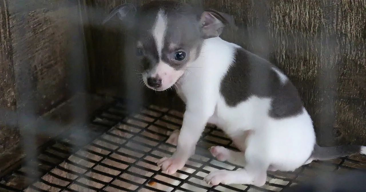 After Watching This Puppy Mill Rescue I... Well, I''m in Tears!