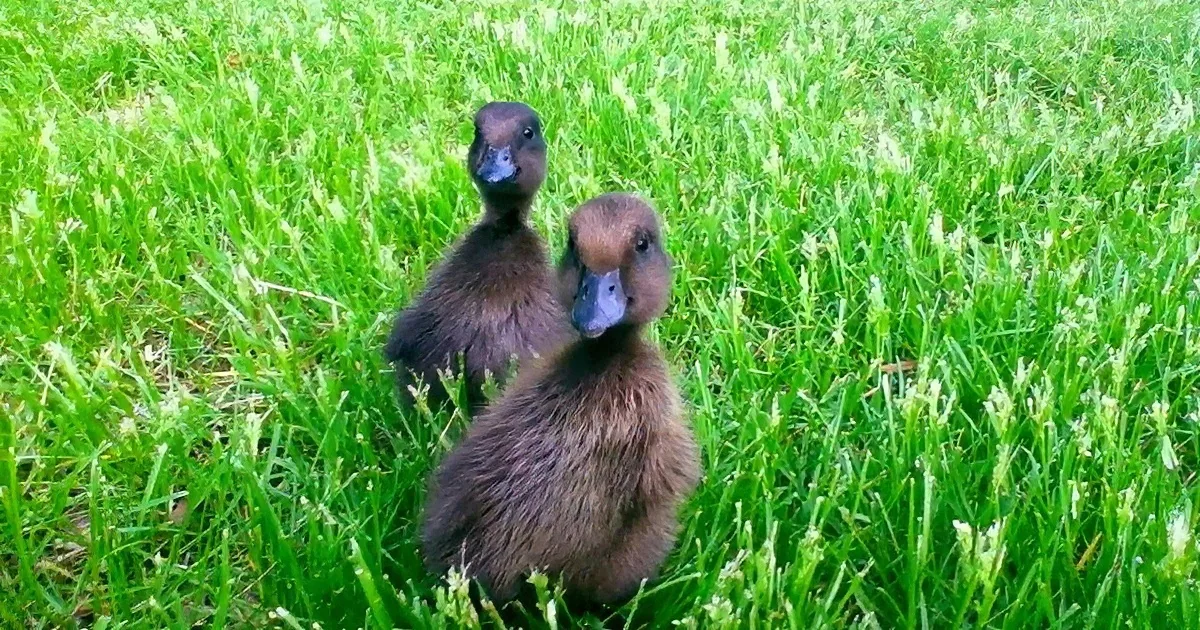 This Dog Can''t Get Any Rest! Will These Ducks Just Leave Him Alone... Geesh! LOL!!