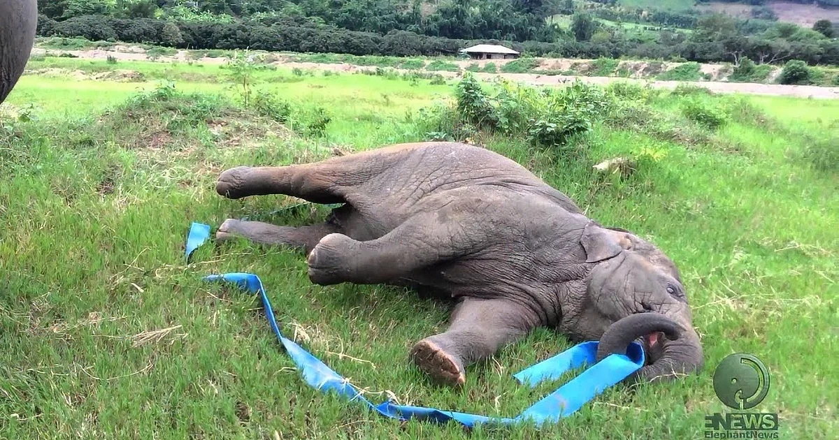 An elephant lies on its back in a grassy field, surrounded by blue tape, appearing to be in distress.