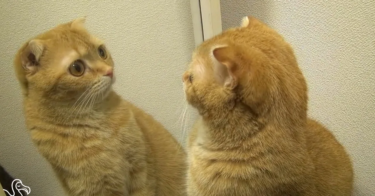 A ginger cat with folded ears looks at its reflection in a mirror.
