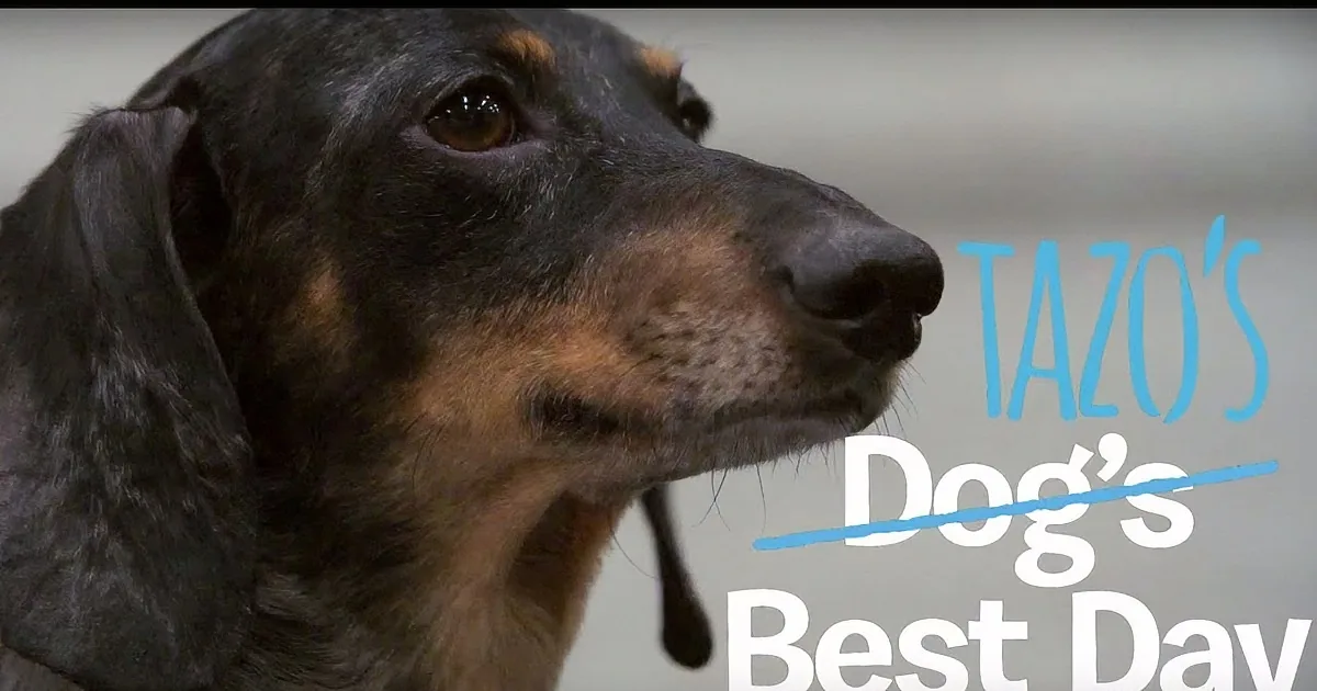 A close-up of a black and tan dog with text overlay reading "Tazo's Dog's Best Day."