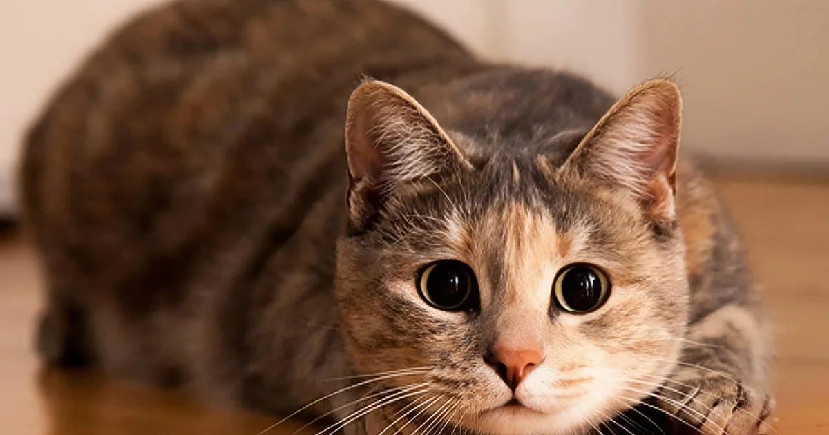 The 40 Most Unexpected Cat Jumps You''ll Ever See!