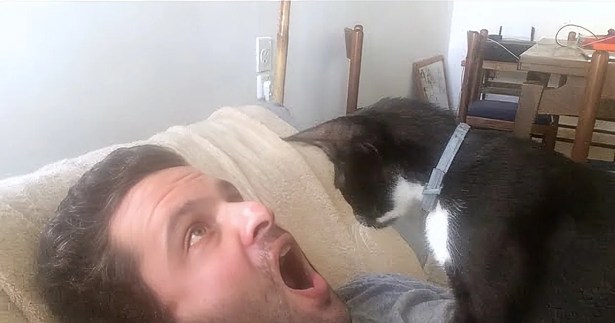 This Cat Is a Dentist! Dr Cat Knows if You''re Brushing Enough! Now This Is Too Silly!