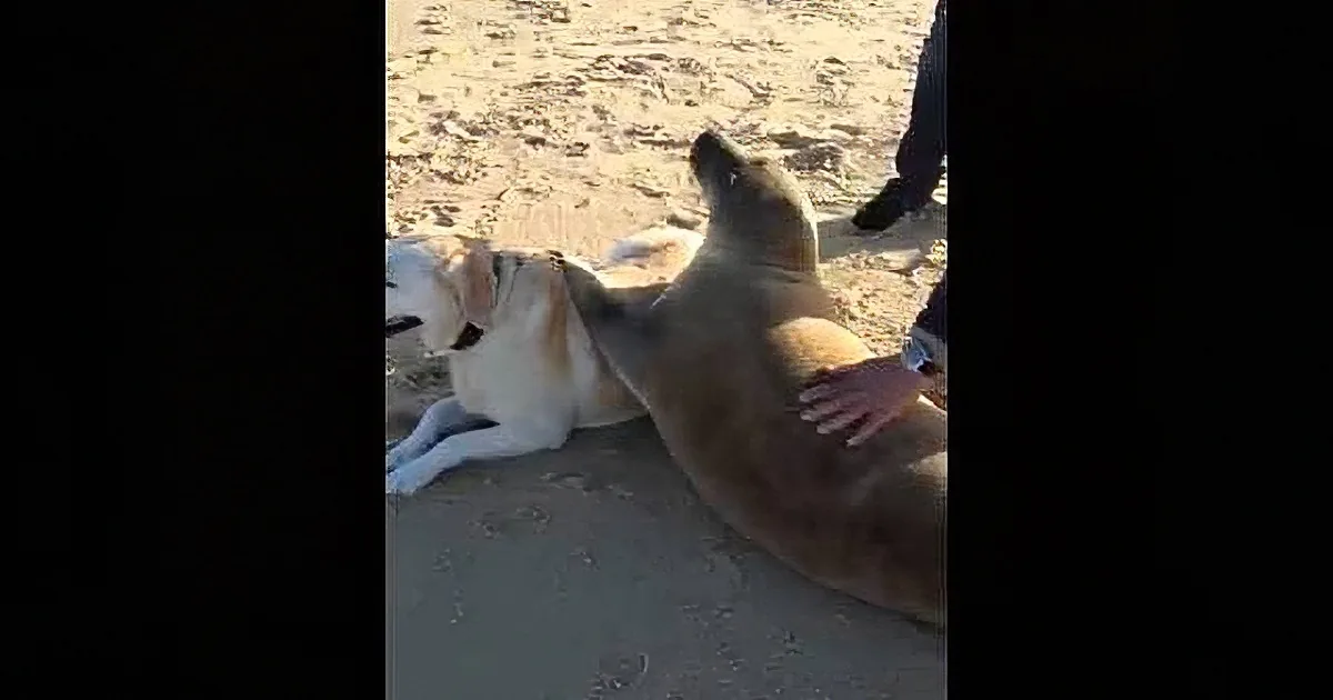 A Dog Makes an Unusual Friend During a Walk on the Beach! You Won''t Believe Who It Is!