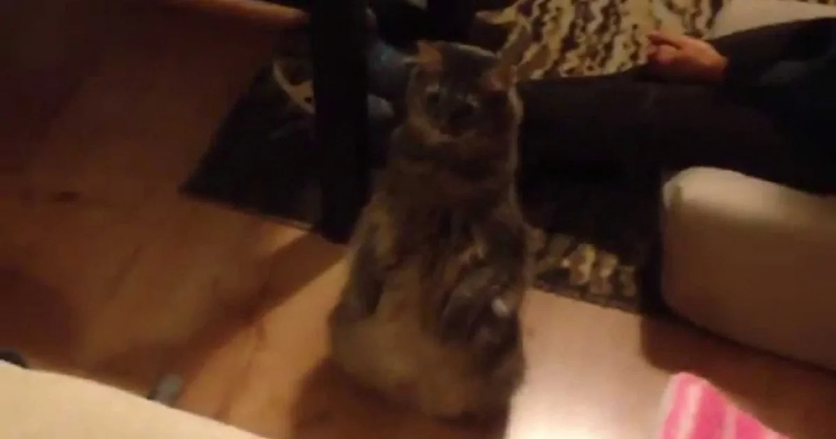 A cat stands on its hind legs, looking up at a person sitting on a couch.