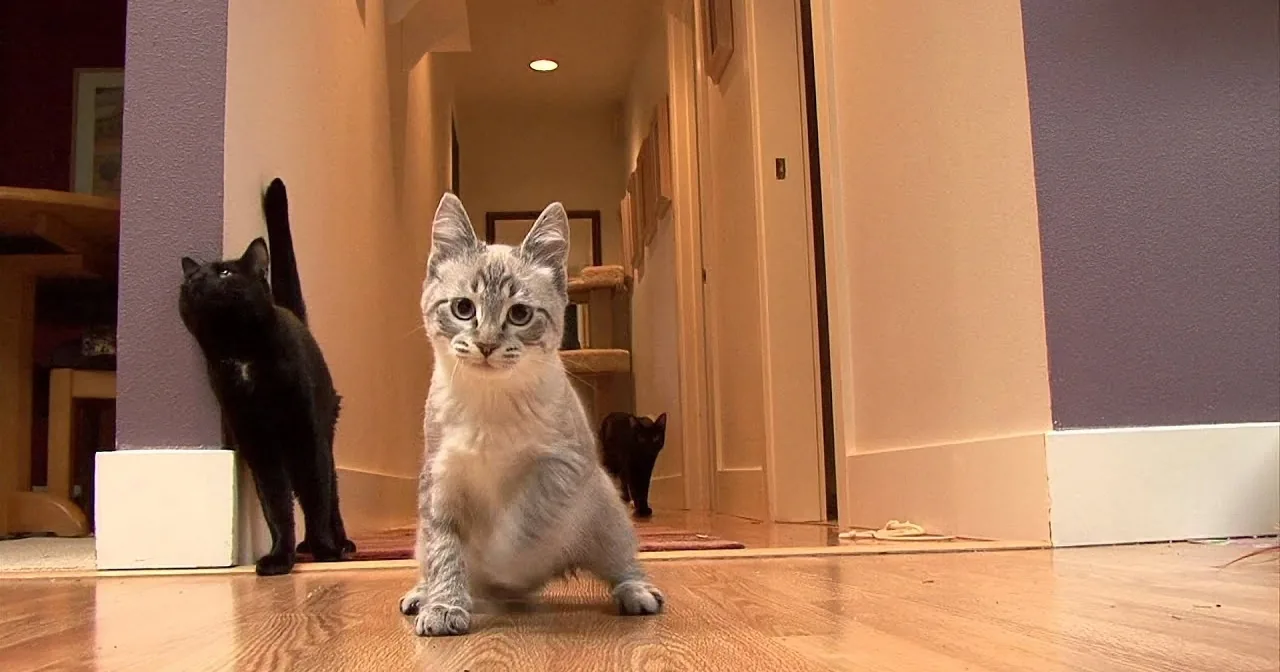 A light-colored kitten with dark markings stands on a wooden floor, looking directly at the camera.