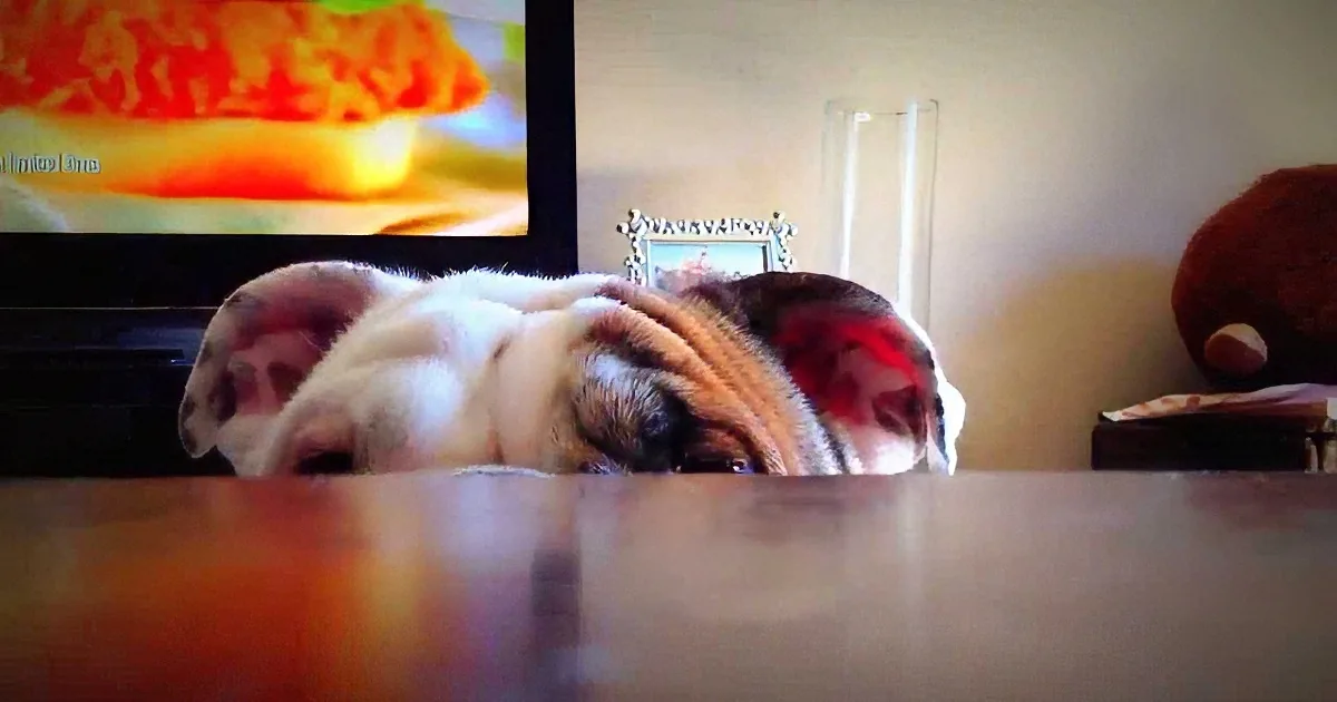 A cat is lying on a table, partially obscured by a glass, with a TV screen in the background.