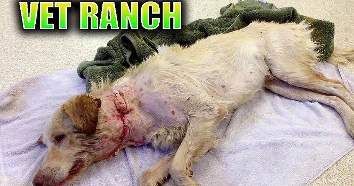 Saved One Hour Before Being Euthanized!