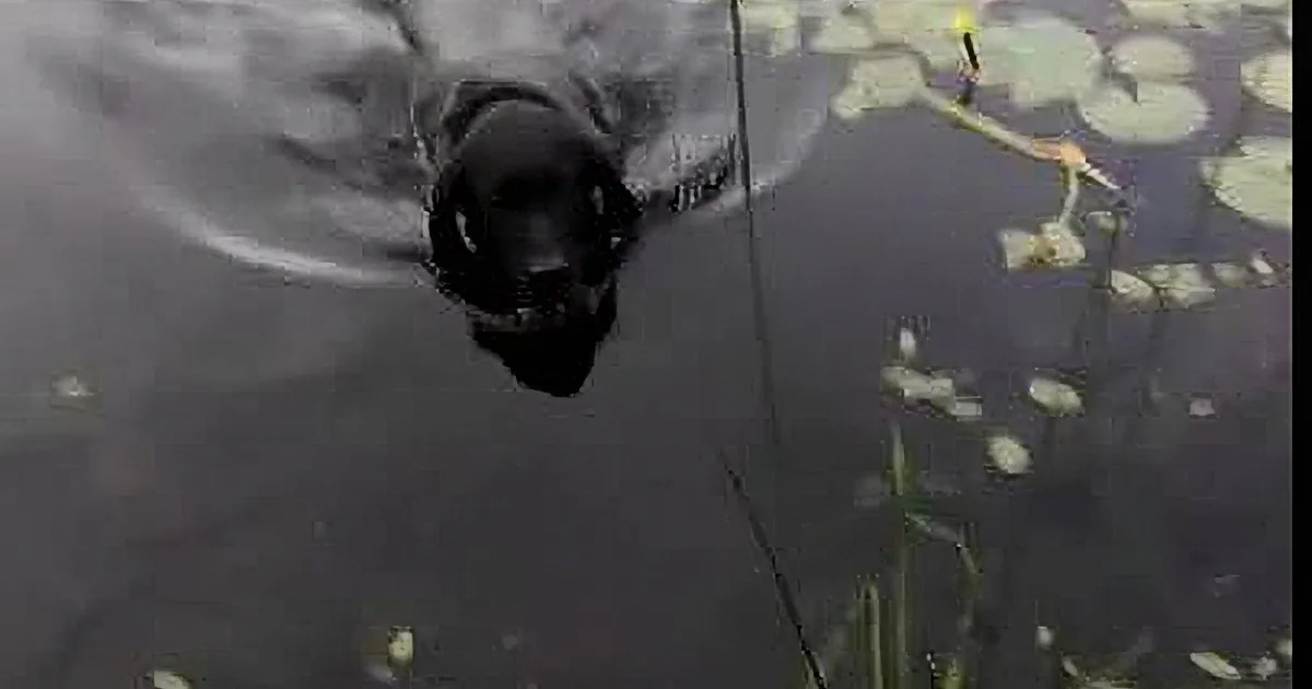 Amazing Dog Saves a Drowning Bird!