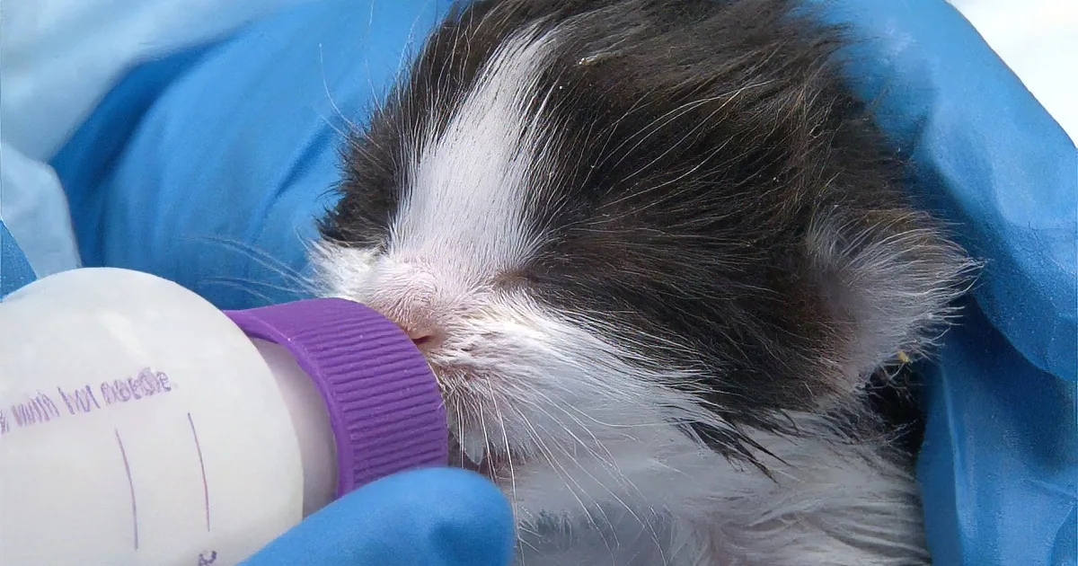 170 Kittens? Heck Ya! See Inside the ''Best Friends Animal Society'' Kitten Nursery! Cute!