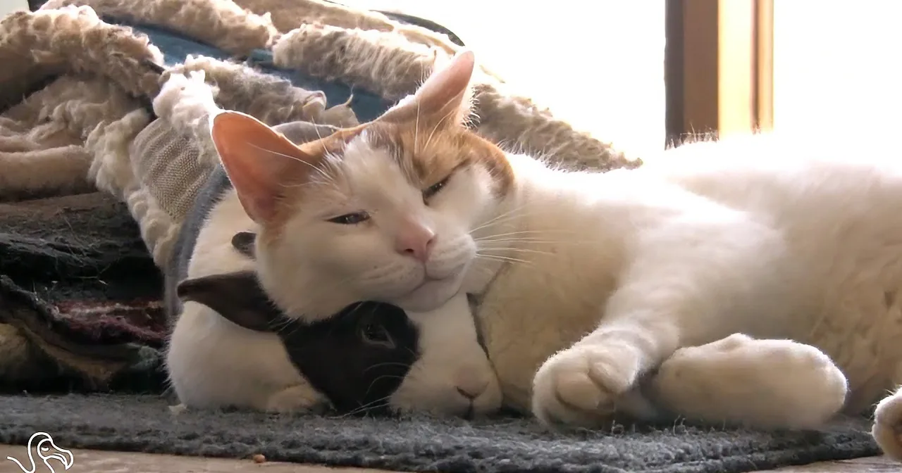 A white and orange cat rests on a rug, appearing relaxed and content.
