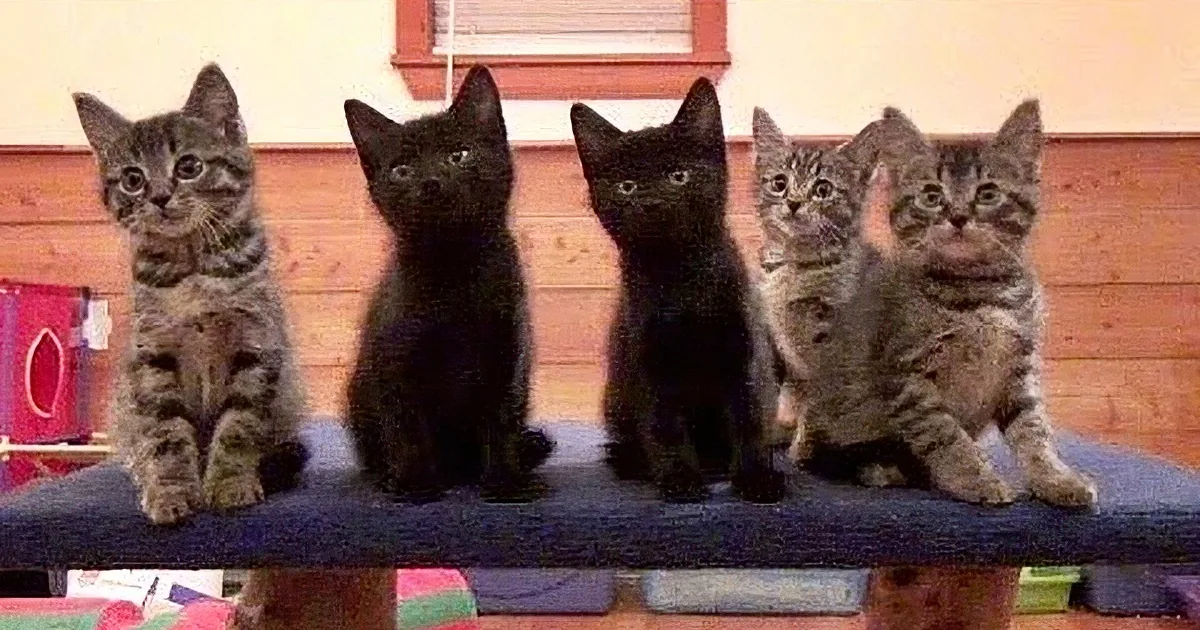 Watch This Foster Kitten Chorus Line and Try Not to Laugh out Loud! Absolutely Adorable!