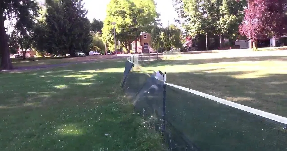 This Dog Is Good Enough to Be a Hollywood Stuntman!
